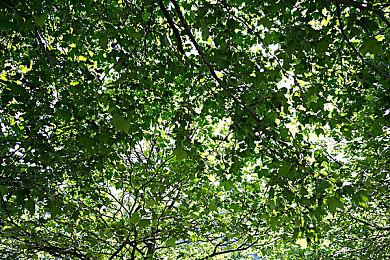 桌游《幽港迷城》数字版将于下月脱离EA推出正式版